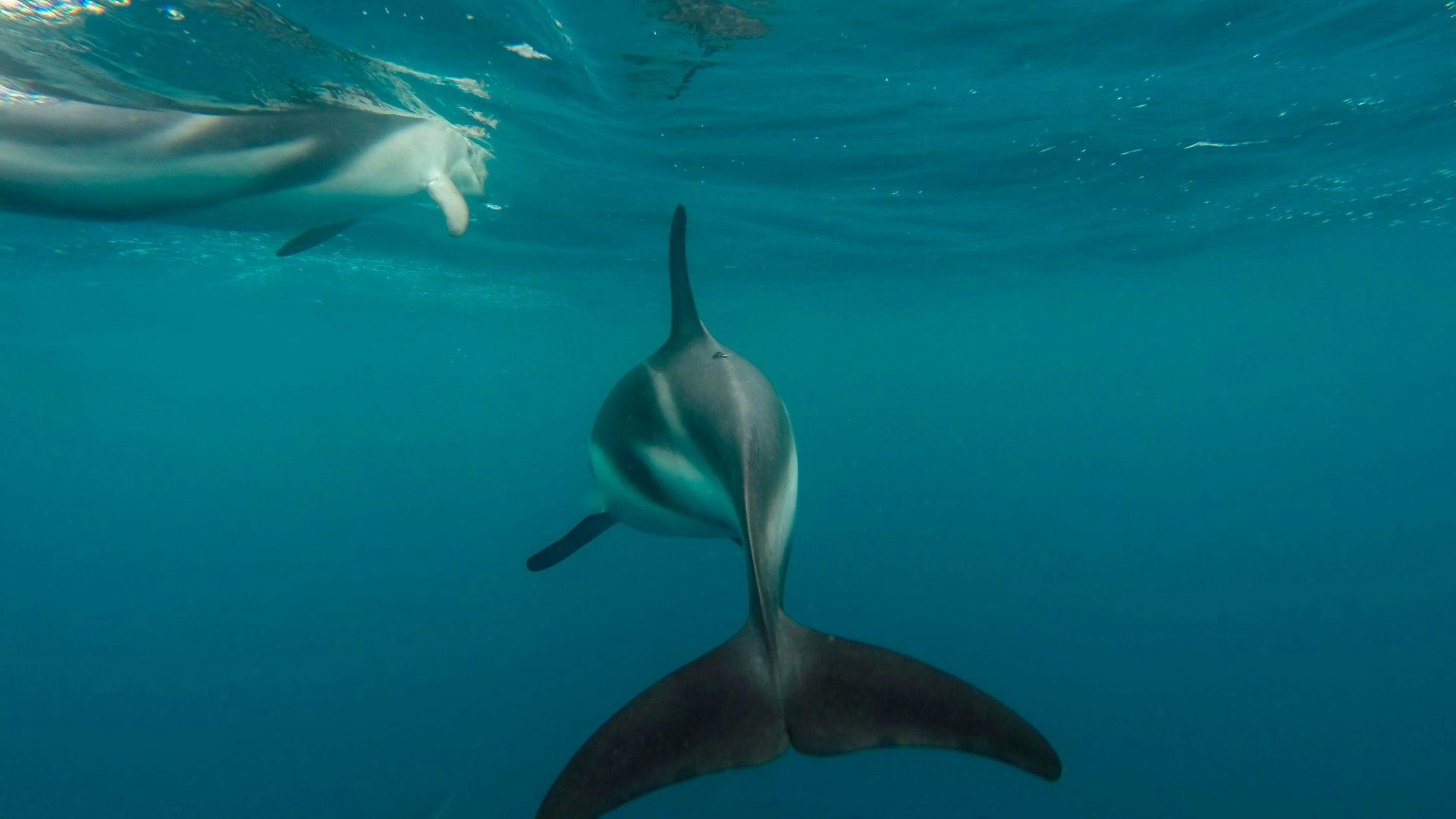 Kaikoura – Whale Watching & Marine Life